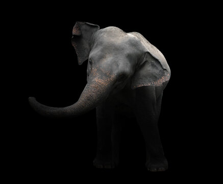 asia elephant standing in dark background