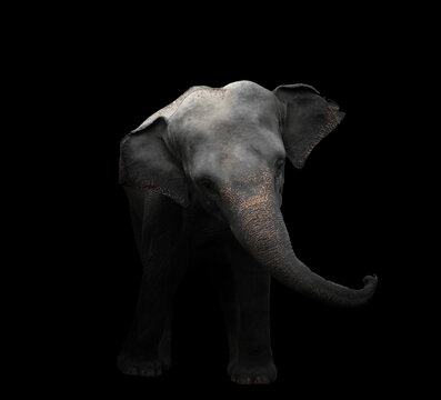 asia elephant standing in dark background