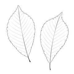 ハルニレの葉（線画）のイラスト