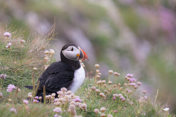 Naklejka premium atlantic puffin or common puffin or common puffin or clown of the sea