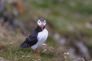 puffin on a cliff