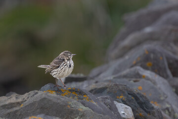 Rock pipit on a rock