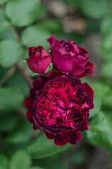 Rose purple red English William Shakespeare shrub garden flowers.