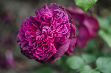 Obraz premium Rose purple red English William Shakespeare shrub garden flowers.