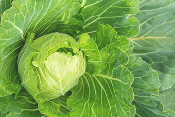 White cabbage grows in the garden.