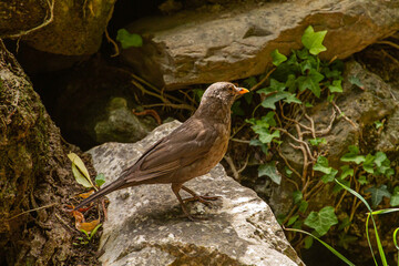 Blackbird on the rock
