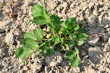 Peanut bush with green round leaves.