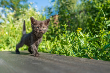 Newborn black gray kitten close up. Kitten at one month old of life on nature, outdoors