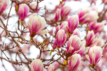 Spring floral background, beautiful bloomed light, pink magnolia flowers in a soft light, selective focus, nature concept