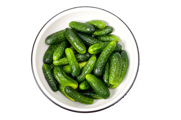 Fresh juicy clean cucumbers lying tightly next to each other. Preparing for conservation and salting.
