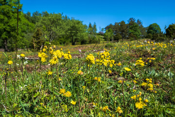 Blooming Leafless hawk's-beard flowers on a moor