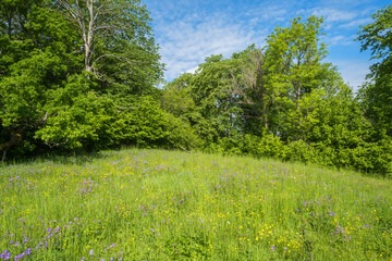 Fototapeta na wymiar Blooming meadow by the forest edge