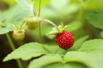 Wild strawberry with leaves, close-up.