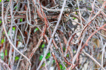 Interlacing branches of lemongrass without leaves