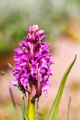 Close up at an Early marsh orchid