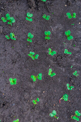 Young micro-green sprouts from peek out of the soil. Seeds sprouting from the ground. Spring greens. Small vegetable shoots grow out of the soil