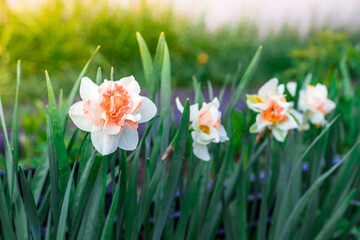 Fototapeta premium Daffodil flowers bloom in the garden in spring
