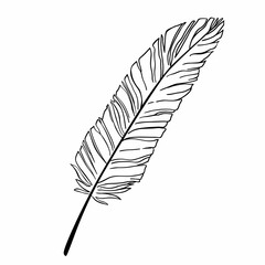 Hand drawn bird feather. Vector illustration isolated on white background.