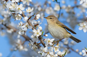 Common chiffchaff, Phylloscopus collybita. Spring. A bird sits on a branch of a blossoming fruit tree