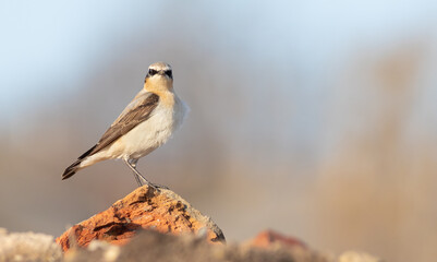 Northern wheatear, Oenanthe oenanthe. A bird sits on a rock