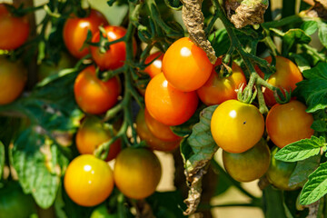 家庭菜園で育ったミニトマト