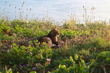 The cat is resting on the grass with closed eyes on the shore of the lake.