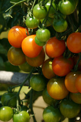 家庭菜園で育ったミニトマト