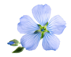 Obraz na płótnie Canvas Flax flowers isolated on white background. Blue common flax, linseed or linum usitatissimum.