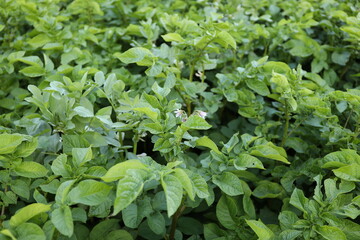 Green leaves of potatoes on the field, growing vegetables.