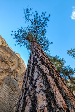 Tall Pine in Lick Wash, a Canyon in the White Cliffs of the Grand Staircase, Utah © Guy Bryant