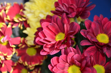 Blumenstrauss aus bunt blühenden Chrysanthemen - Sommerastern