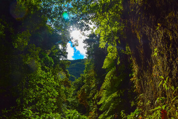 sun shining through the forest