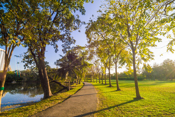 Green tree park forest blue sky background sunset light nature landscape