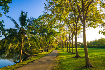 Green tree park forest blue sky background sunset light nature landscape