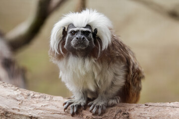 A Cotton-Top Tamarin Monkey. Saguinus oedipus
