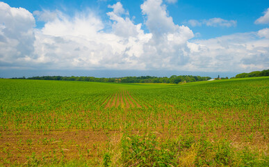 Fototapeta premium Fields and vegetables in a green hilly grassy landscape under a blue sky in sunlight in spring, Voeren, Limburg, Belgium, June, 2022