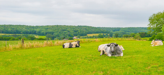 Cows in a green hilly meadow under a blue sky in sunlight in springtime, Voeren, Limburg, Belgium, June, 2022