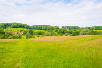 Fields and trees in a green hilly grassy landscape under a blue sky in sunlight in spring, Voeren, Limburg, Belgium, June, 2022
