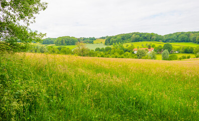 Fototapeta premium Fields and trees in a green hilly grassy landscape under a blue sky in sunlight in spring, Voeren, Limburg, Belgium, June, 2022 