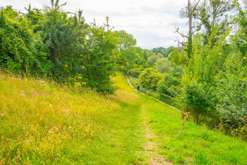 Fields and trees in a green hilly grassy landscape under a blue sky in sunlight in spring, Voeren, Limburg, Belgium, June, 2022
