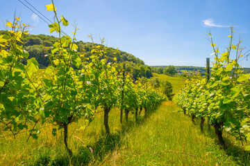 Fototapeta na wymiar Vines growing in a vineyard on a hill in bright sunlight under a blue sky in springtime, Voeren, Limburg, Belgium, June 12, 2022