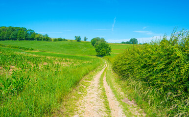 Fields and trees in a green hilly grassy landscape under a blue sky in sunlight in spring, Voeren, Limburg, Belgium, June, 2022