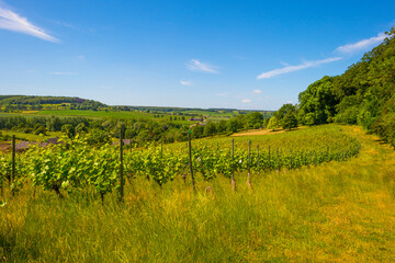 Obraz premium Vines growing in a vineyard on a hill in bright sunlight under a blue sky in springtime, Voeren, Limburg, Belgium, June 12, 2022