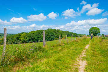 Fototapeta na wymiar Fields and trees in a green hilly grassy landscape under a blue sky in sunlight in spring, Voeren, Limburg, Belgium, June, 2022