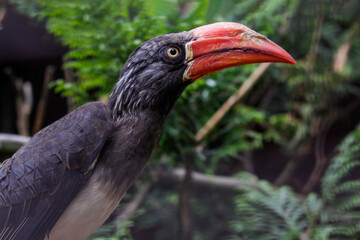 Crowned hornbill. Tockus alboterminatus is sitting on a branch