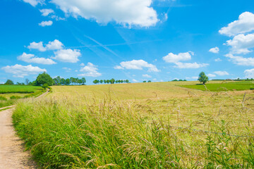 Fields and trees in a green hilly grassy landscape under a blue sky in sunlight in spring, Voeren, Limburg, Belgium, June, 2022