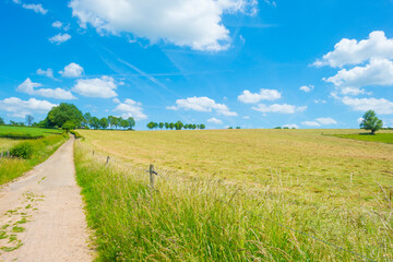 Fields and trees in a green hilly grassy landscape under a blue sky in sunlight in spring, Voeren, Limburg, Belgium, June, 2022