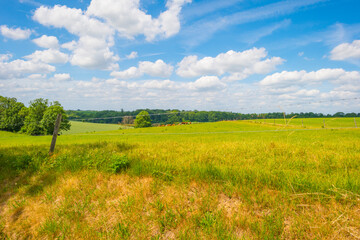 Obraz premium Fields and trees in a green hilly grassy landscape under a blue sky in sunlight in spring, Voeren, Limburg, Belgium, June, 2022
