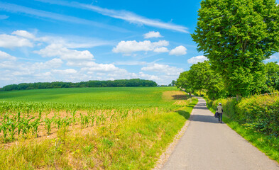 Fields and trees in a green hilly grassy landscape under a blue sky in sunlight in spring, Voeren, Limburg, Belgium, June, 2022