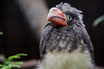 Crowned hornbill. Tockus alboterminatus is sitting on a branch